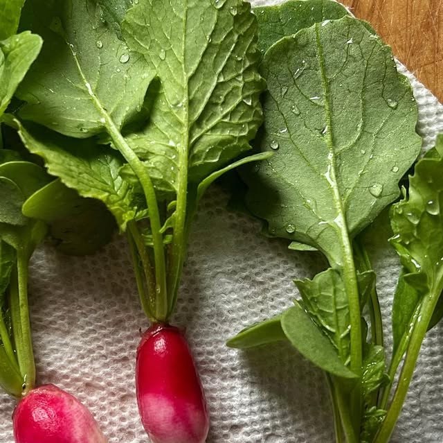 Radishes just pulled from the garden