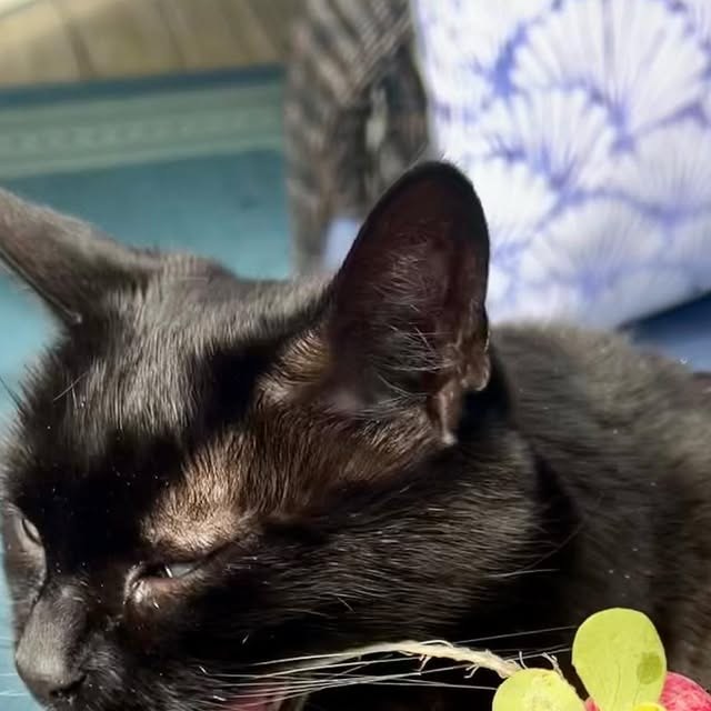 The queen of the house, our black cat